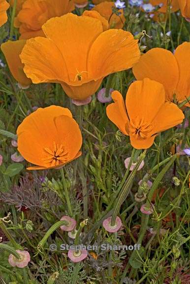 eschscholzia californica 1 graphic